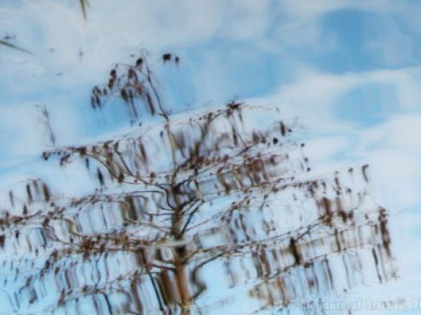 tree and sky reflected on water