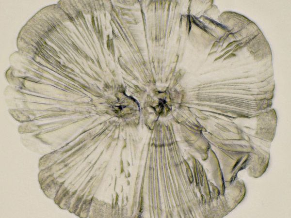 salt crystals shaped like a flower