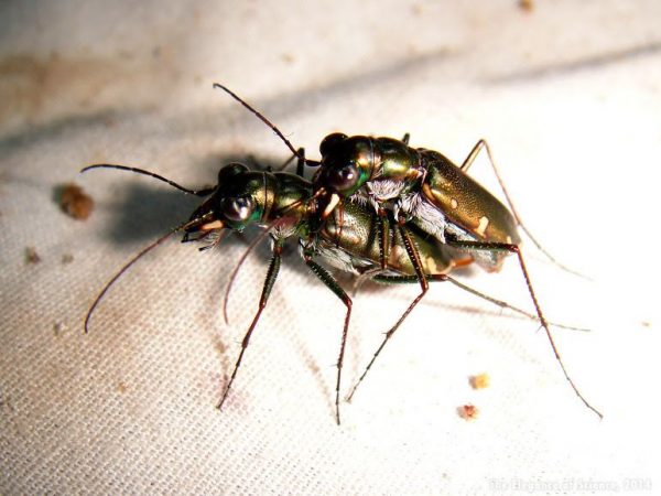 tiger beetles mating