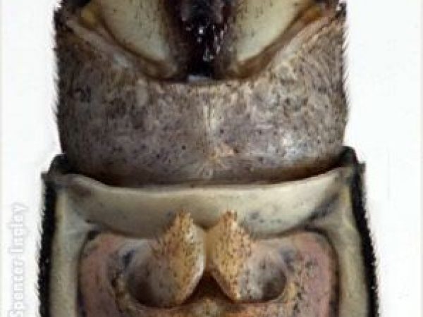 magnified claspers of a damselfly