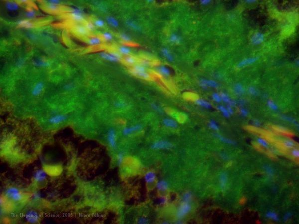 stained alligator tissue