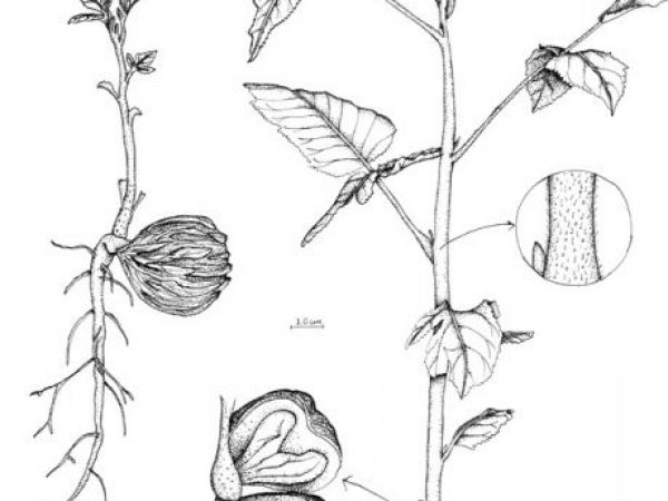 illustration of neotropic plant