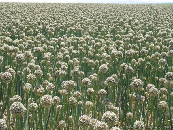 field of onion seed heads