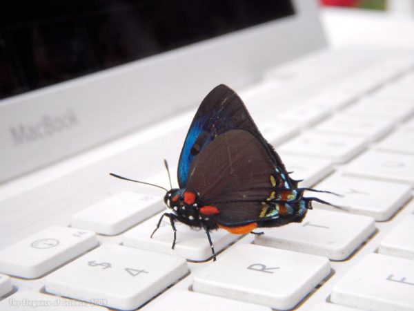 butterfly on laptop