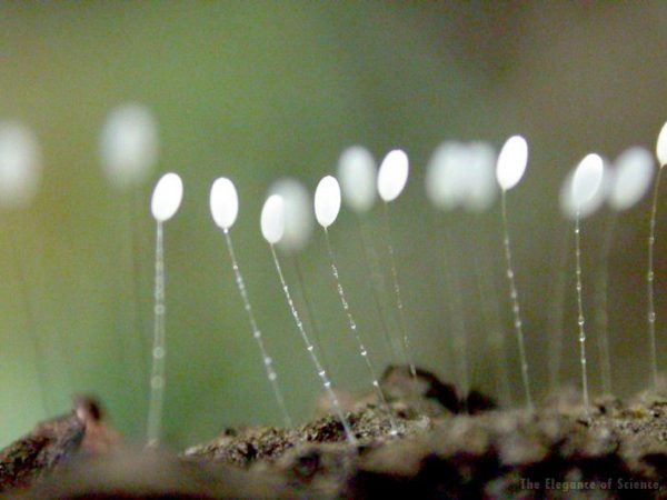 Lacewing eggs