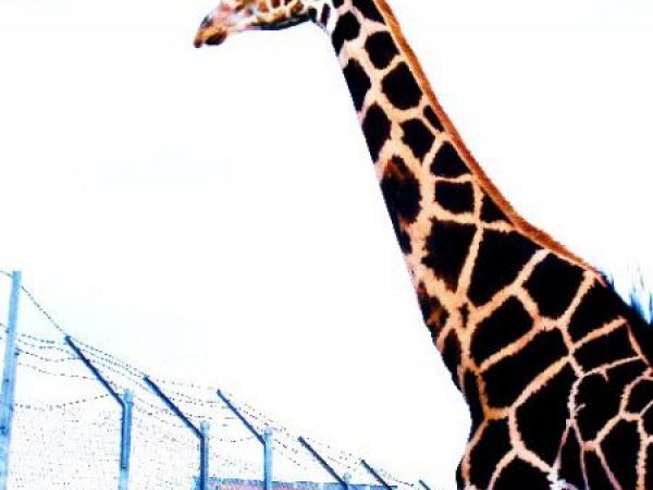 photo of giraffe in captivity