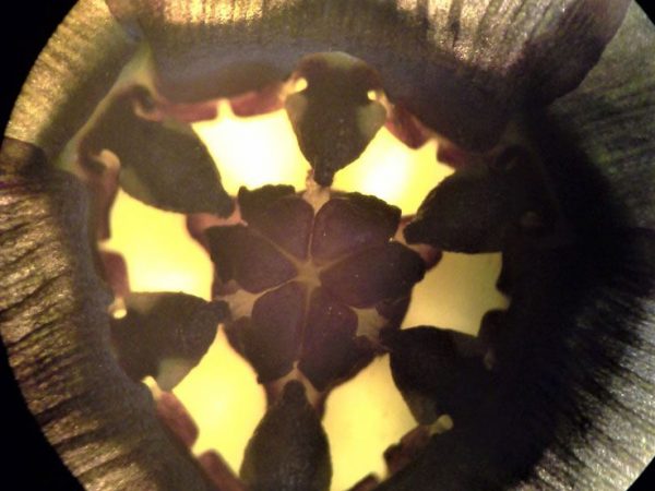 macro photo of a flower