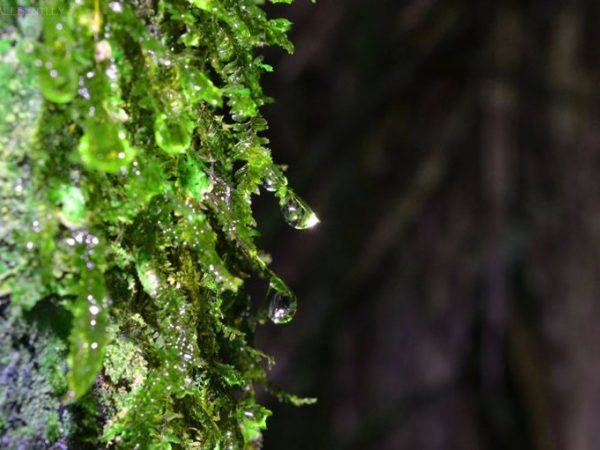 water dripping off a moss growth
