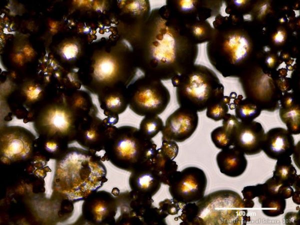 magnified alginate microparticles in a drying solution