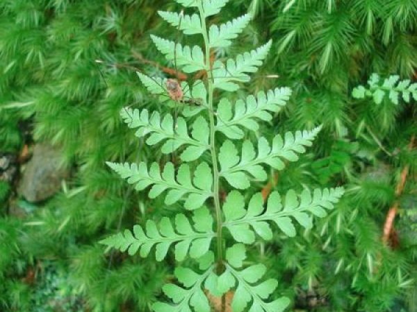 A spider enjoys a meal on a leaf