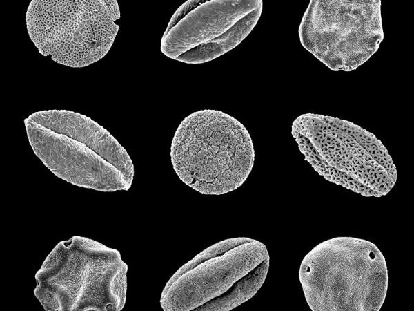fossil pollen grains