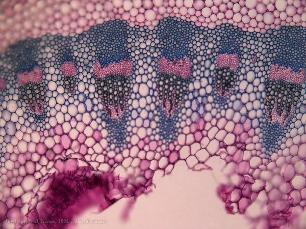 magnification of gerbera daisy vessels