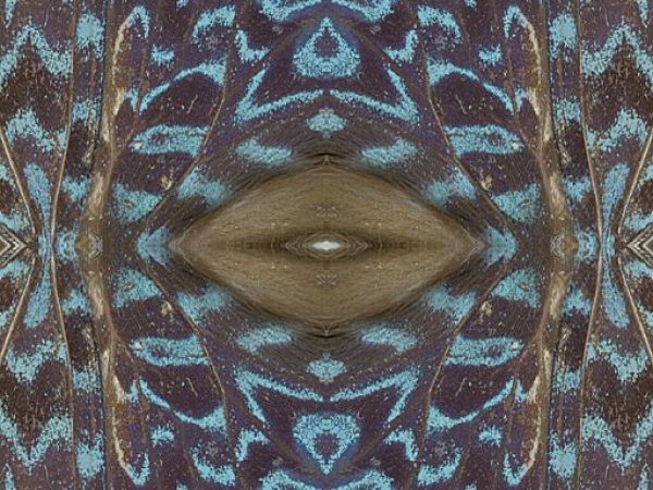 butterfly wing refraction