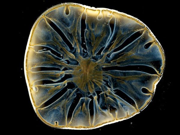 nanoparticles in fluid