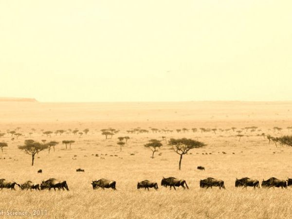 Caravan of Wildebeest