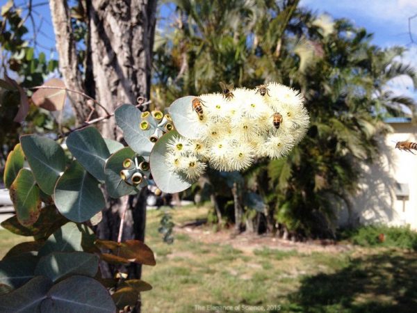 honey bees on Eucalyptus flowers