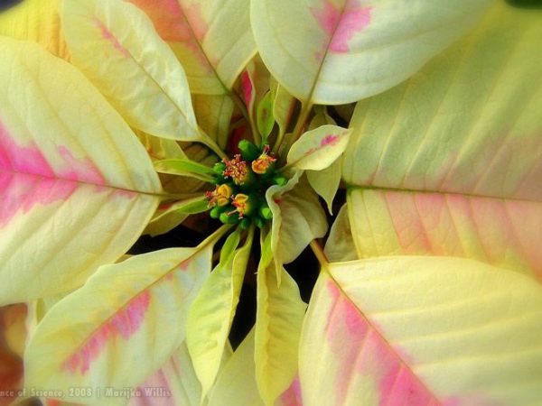 white and pink poinsettia flowers
