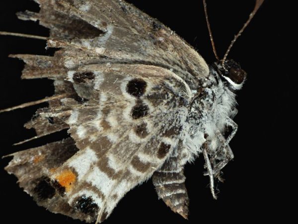 The Miami Blue butterfly