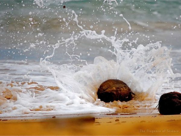 coconuts in the ocean surf