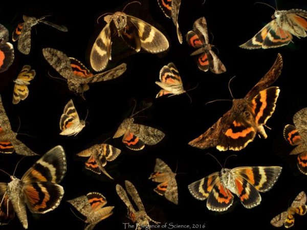 composite of moths in flight
