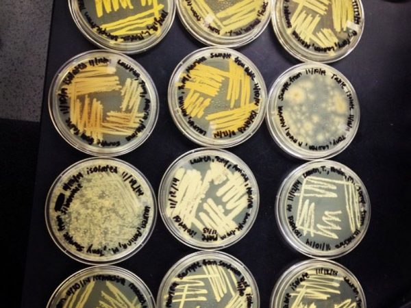 bacteria on petri dishes