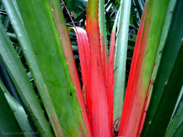 Green and red Bromelia pinguin plant