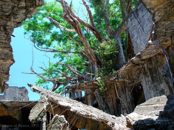 trees in an abandoned structure