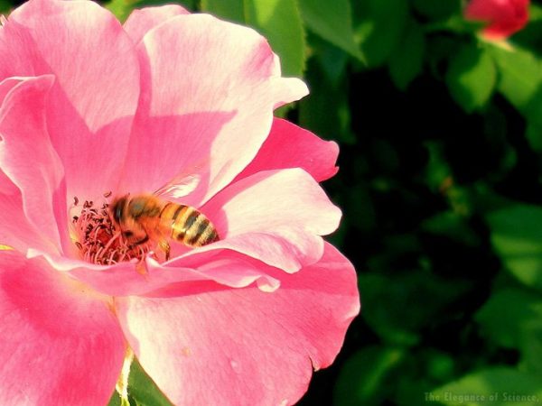 pink rose with bee
