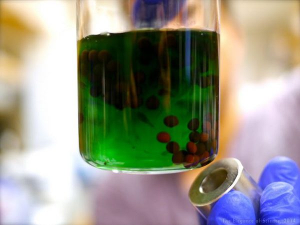 Alginate is a compound derived from algae