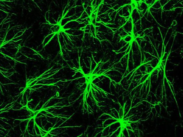 neural cells of a mouse