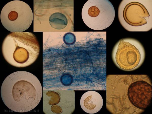 selection of fungal spores