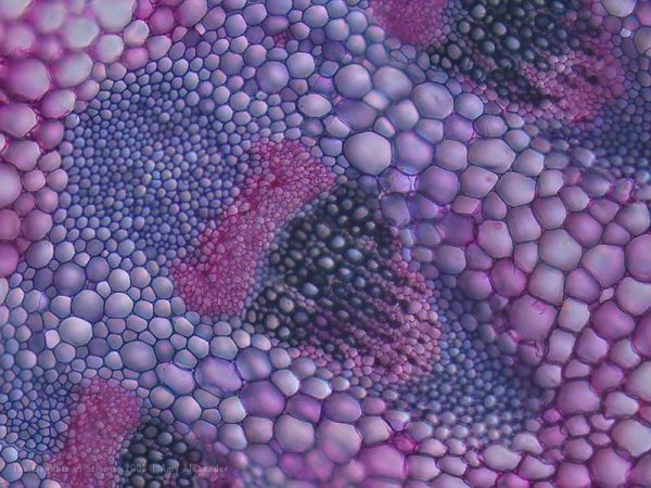 magnification of gerbera daisy vessels