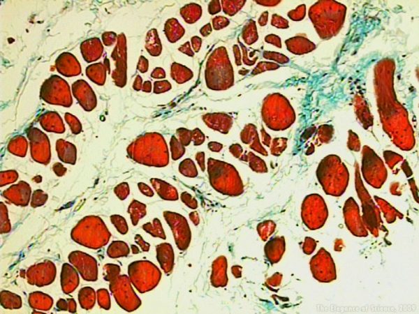 Macro of muscle and connective tissue of a snake