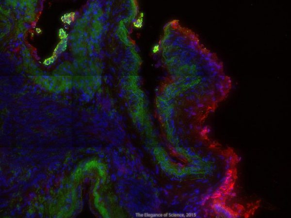 magnified tissue of rhesus macaques