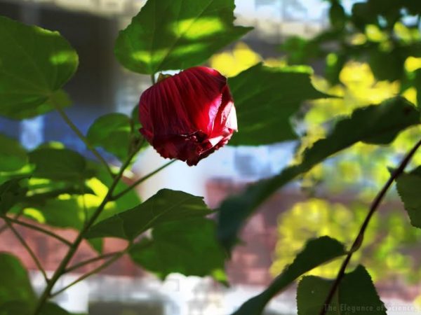 budding of a hibiscus