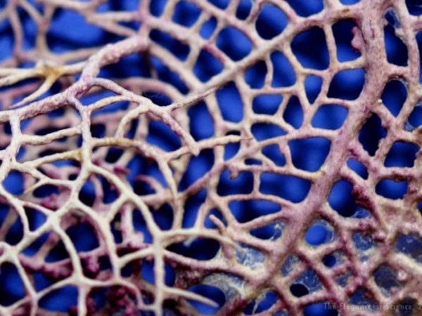 The fan coral branches