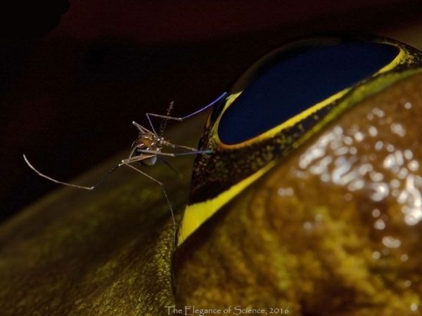 mosquito feeding on bullfrog