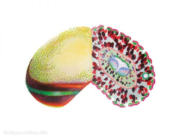 interpretive art of fly eye and plant section