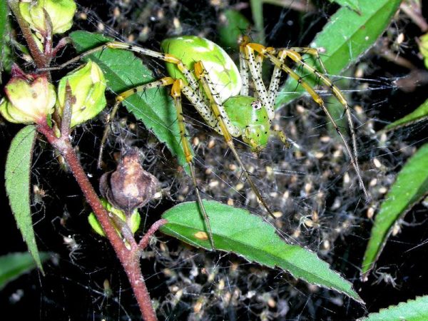 Green Lynx spider and babies