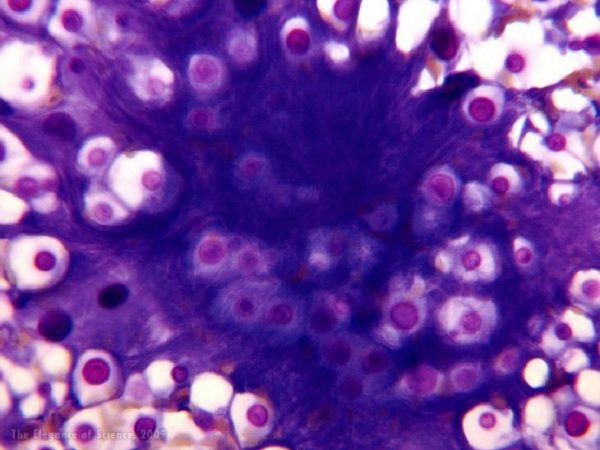 magnification of cat skin cells