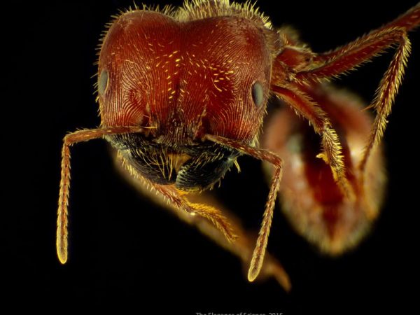 macro of an ant
