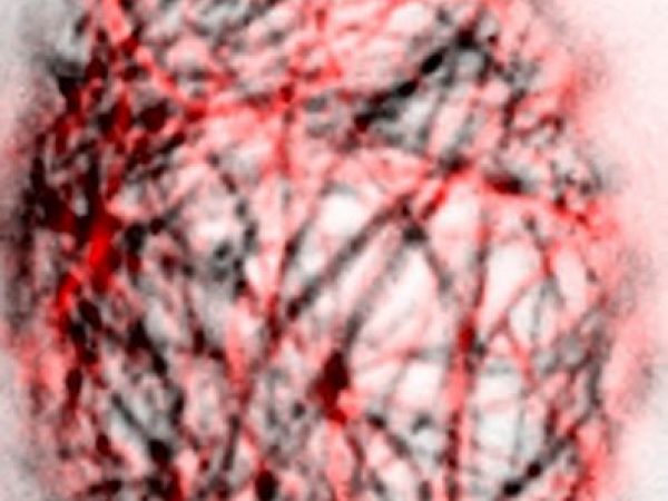 fluorescence of protein structure