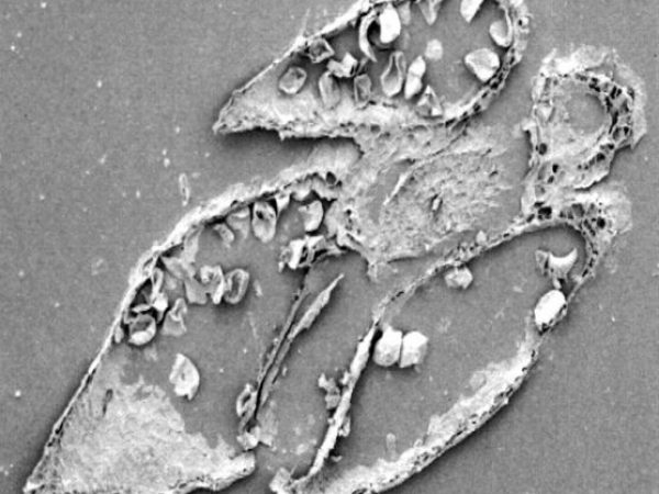 magnification that is shaped like an angel