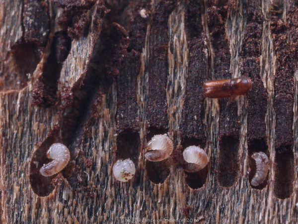 bark beetle and larvae.
