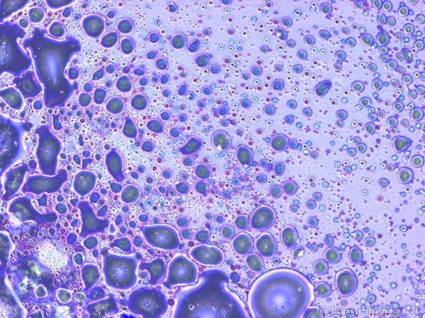 light through tissues on slide