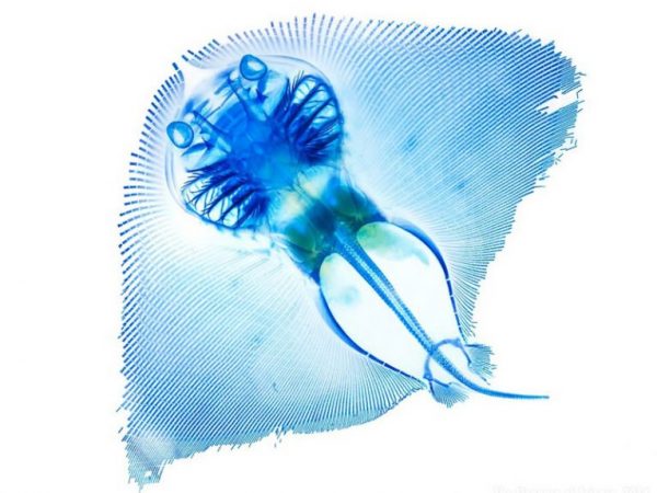 cleared and stained butterfly ray