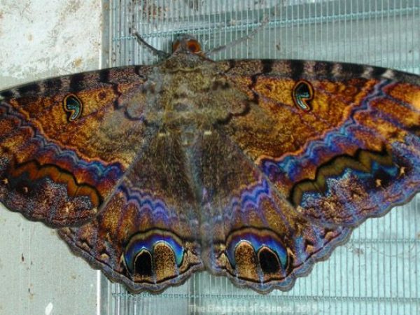 The Black Witch moth