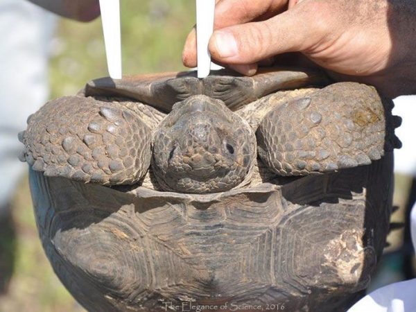 measuring a gopher tortoise