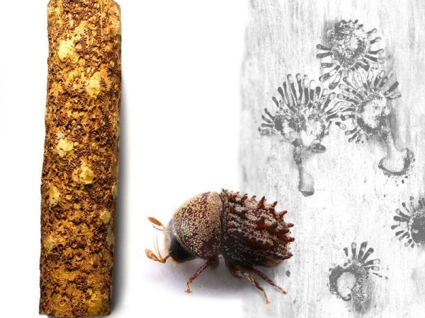 bark beetle and marks on wood