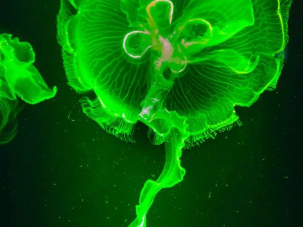fluoresced jellyfish
